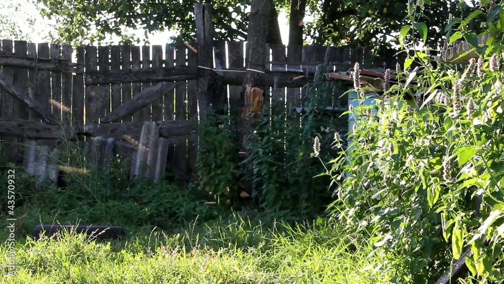 In the evening apiary In the evening apiary