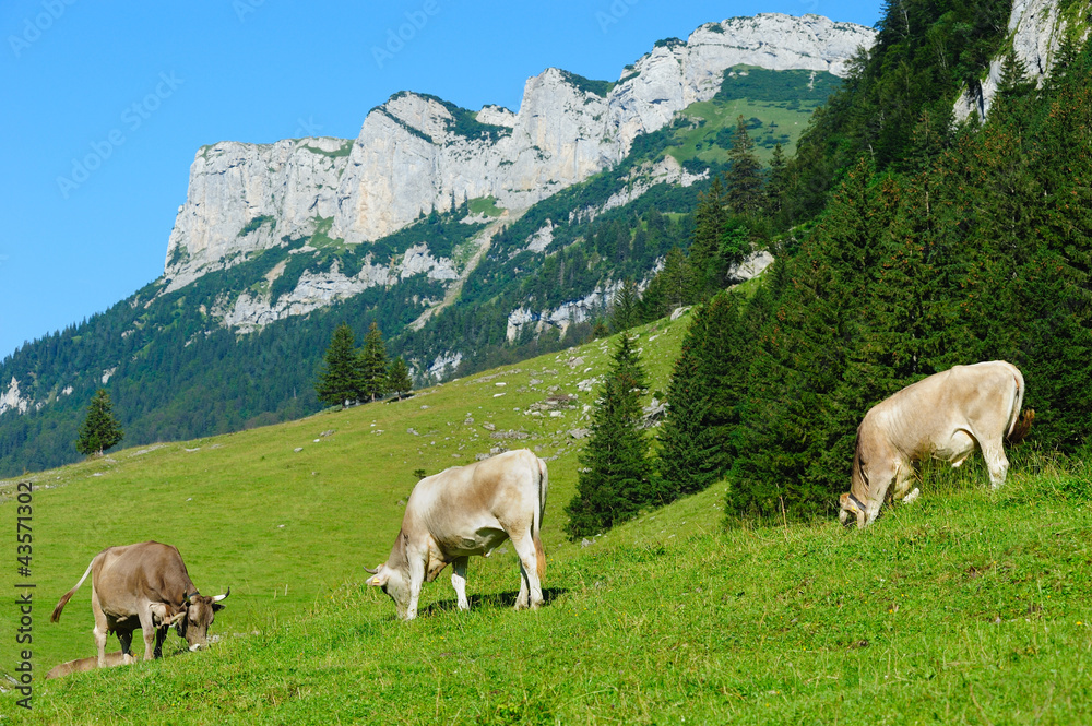 Cows on a summer pasture in the Swiss Apls