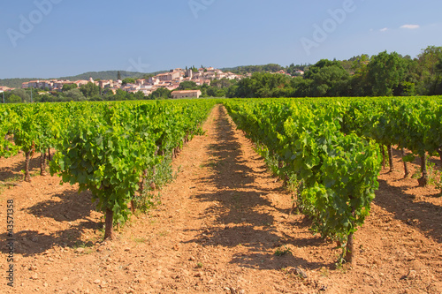 Vineyard in Provence ( France)