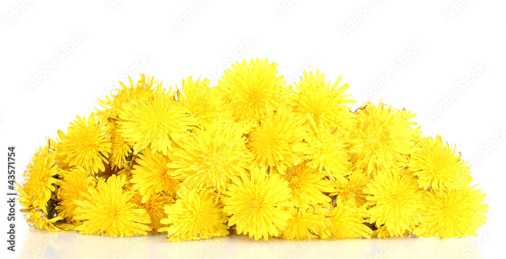 Many dandelion flowers isolated on white