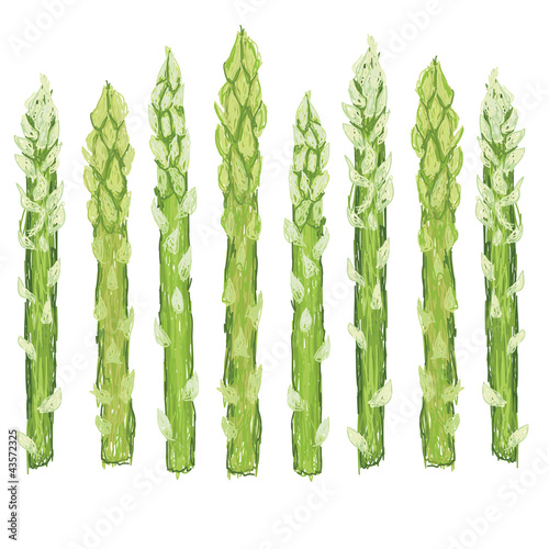green asparagus vegetable isolated