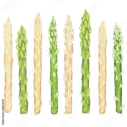 fresh green and white asparagus vegetable isolated