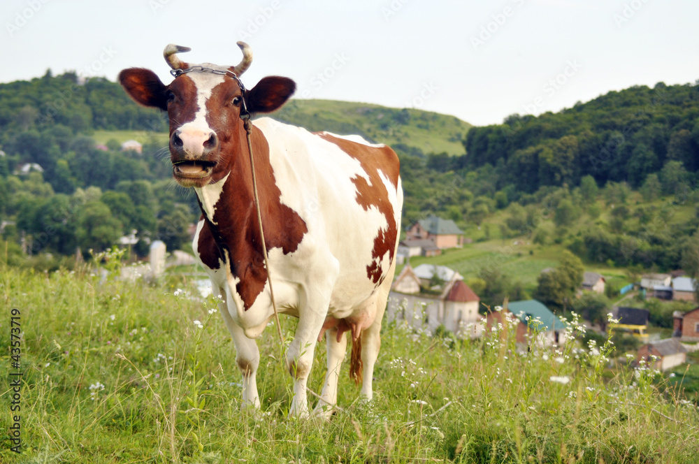 Stock image of a cow on a summer pasture