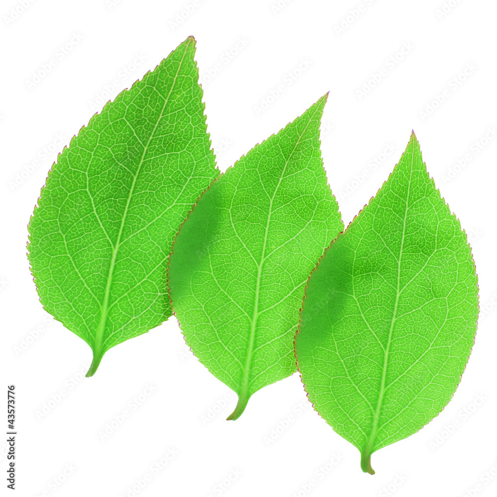 green leaf on white background green leaf on white background