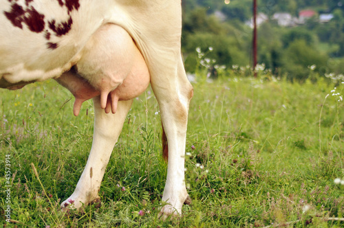 Close up stock image of cow's udder