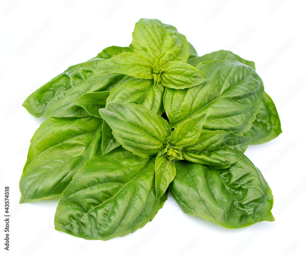 basil leaves basil leaves