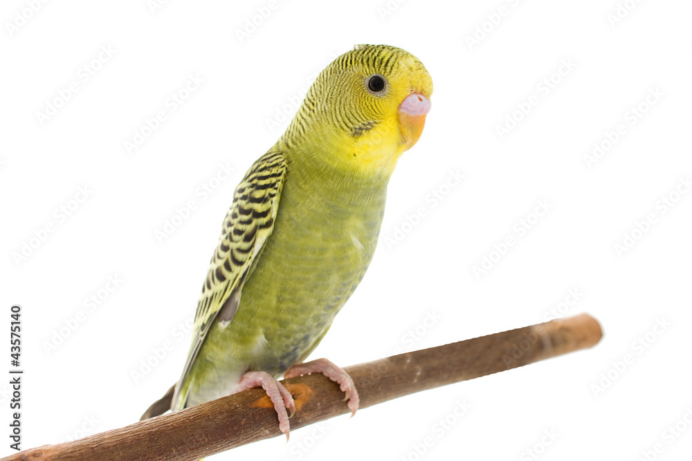 Naklejka premium budgie