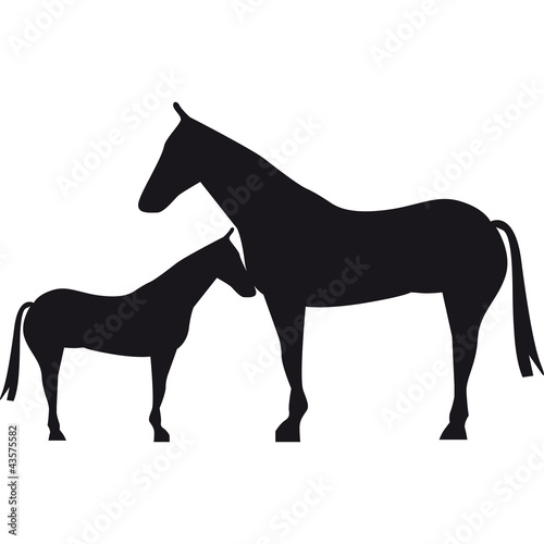 cavallo