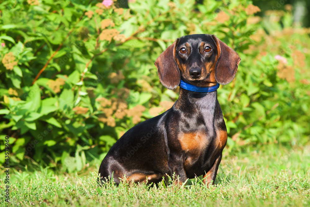 dachshund on green grass