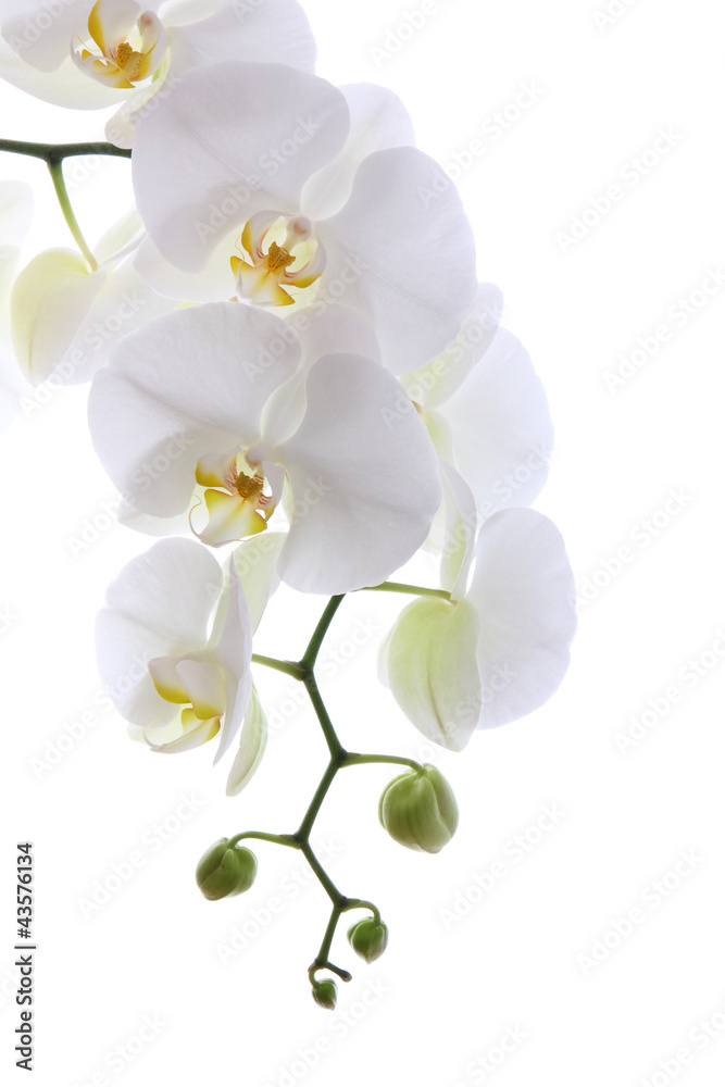 Fototapeta Biała orchidea odizolowywająca na bieli