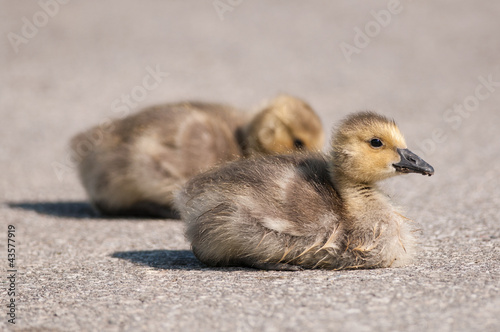 Two Canada Goose (branta canadensis) Goslings on a Path