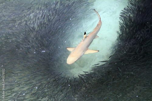 Blacktip reef shark feeding