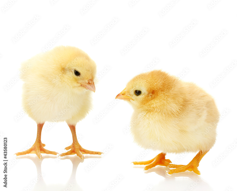 two yellow little chickens isolated on the white