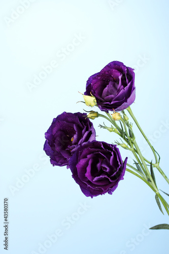purple eustoma on blue background