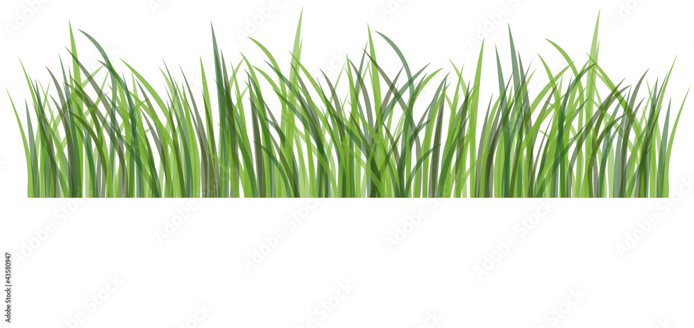 Green grass on white background vector illustration