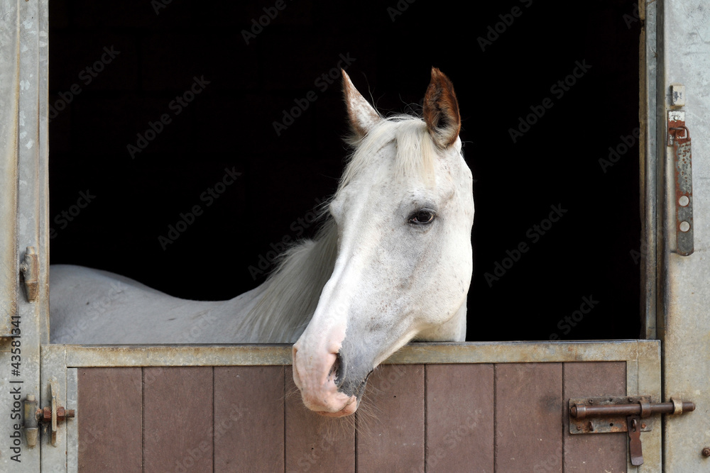 Obraz premium cheval