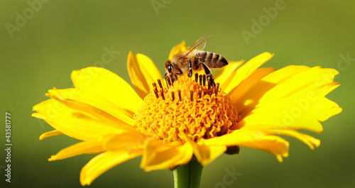 Bee on the flower.