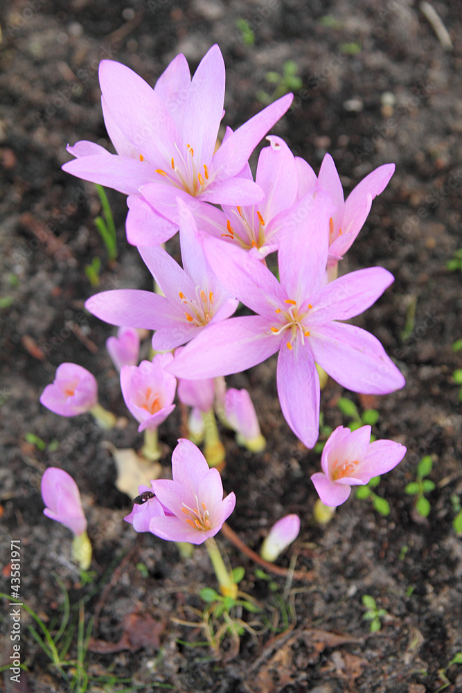 new crocusy sprouting from the ground new crocusy sprouting from the ground