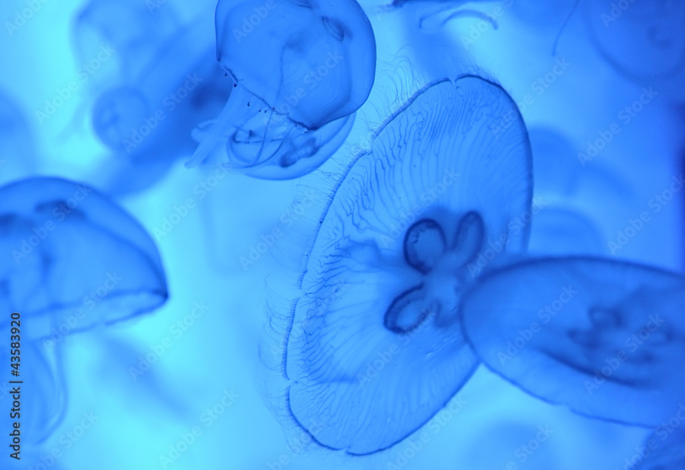 Obraz premium Medusas.