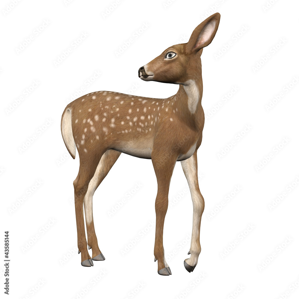 3D Fawn 3D Fawn
