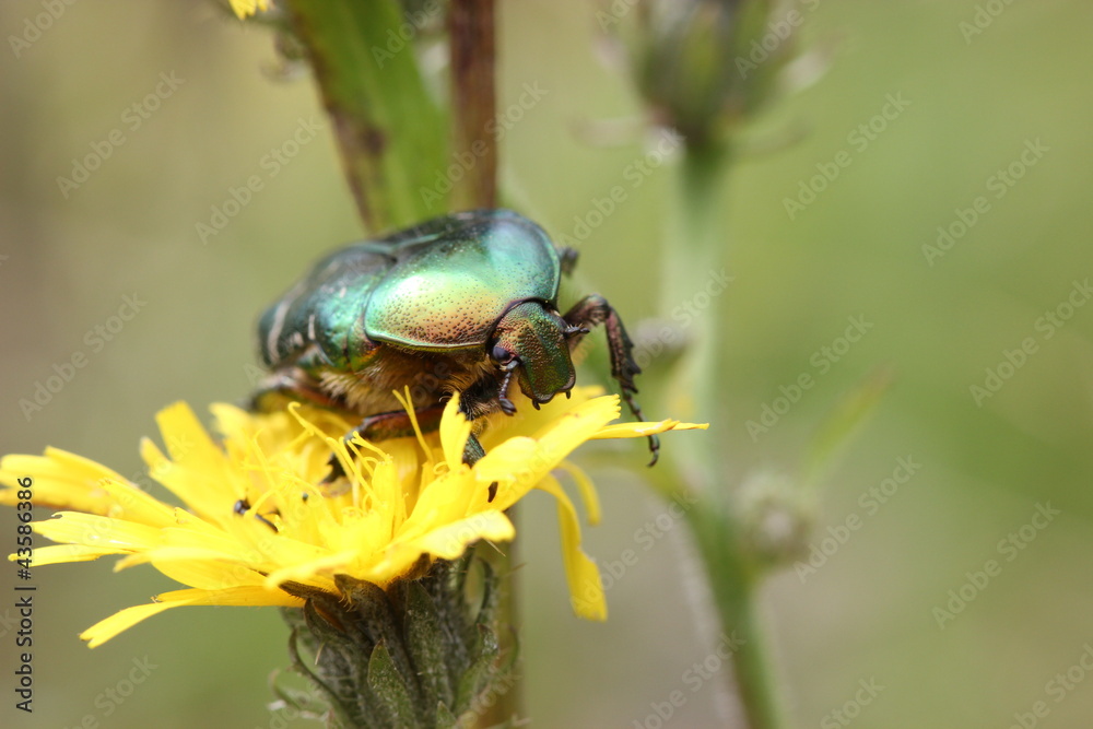 Fototapeta premium Rosenkäfer auf Blüte