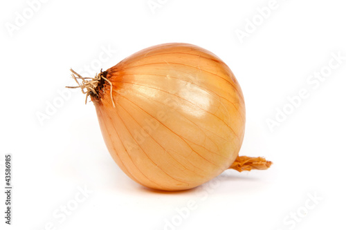 One onion  isolated on white