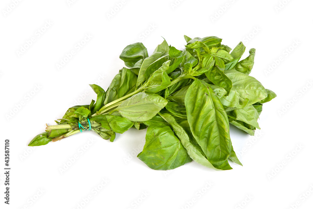 Fresh green basil leaves on white background Fresh green basil leaves on white background