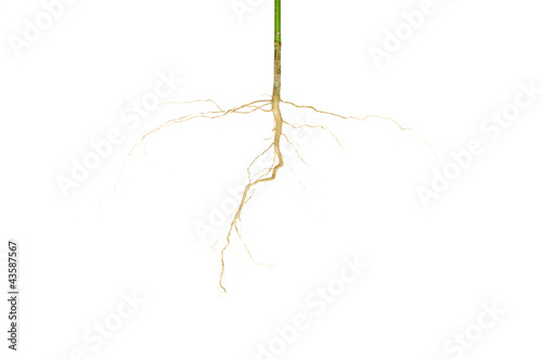 The root of the tree that can be isolated on a white background.
