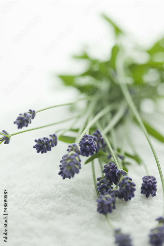 Naklejka premium ラベンダーの花