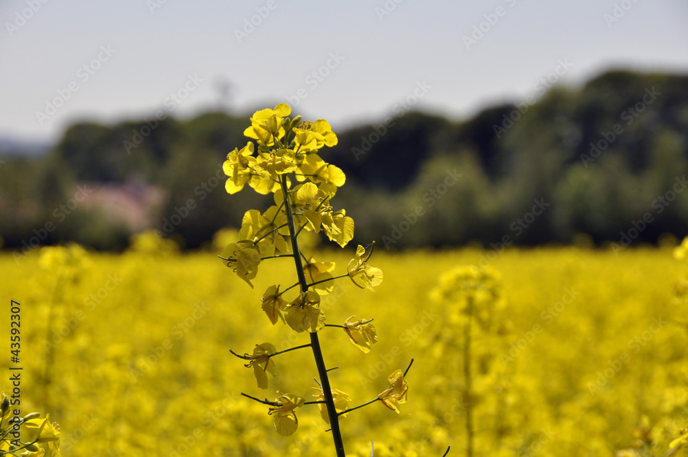 Obraz premium Rape seed flowers
