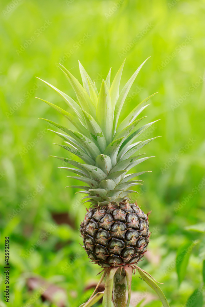 Little pineapple in the farm Little pineapple in the farm