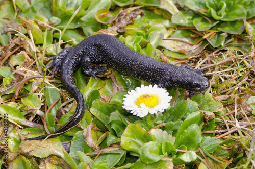 Great Crested Newt on spring grass photo