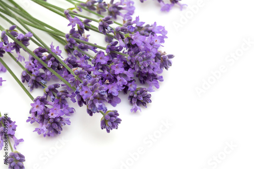 lavender flowers and empty space for your text