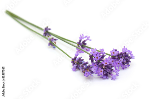 lavender flowers