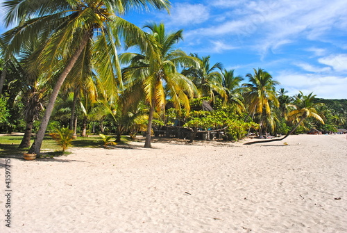 Palms on the beach - Africa - Madagascar - Andilana photo