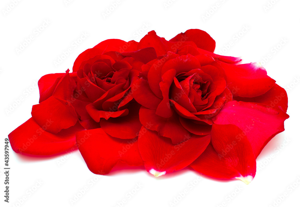 Fototapeta premium two beautiful red roses