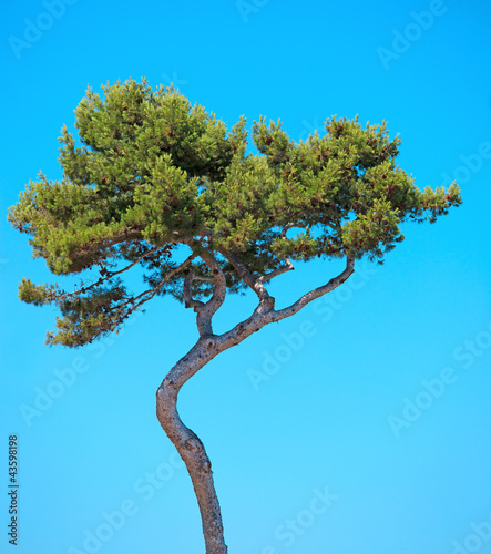 фотографія Maritime Pine curved tree on blue sky background. Provence, Fran