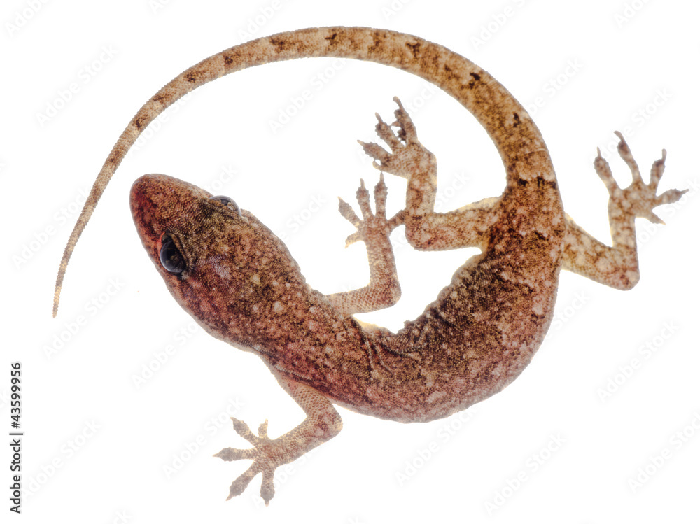Naklejka premium Chinese Oriental leaftoed gecko