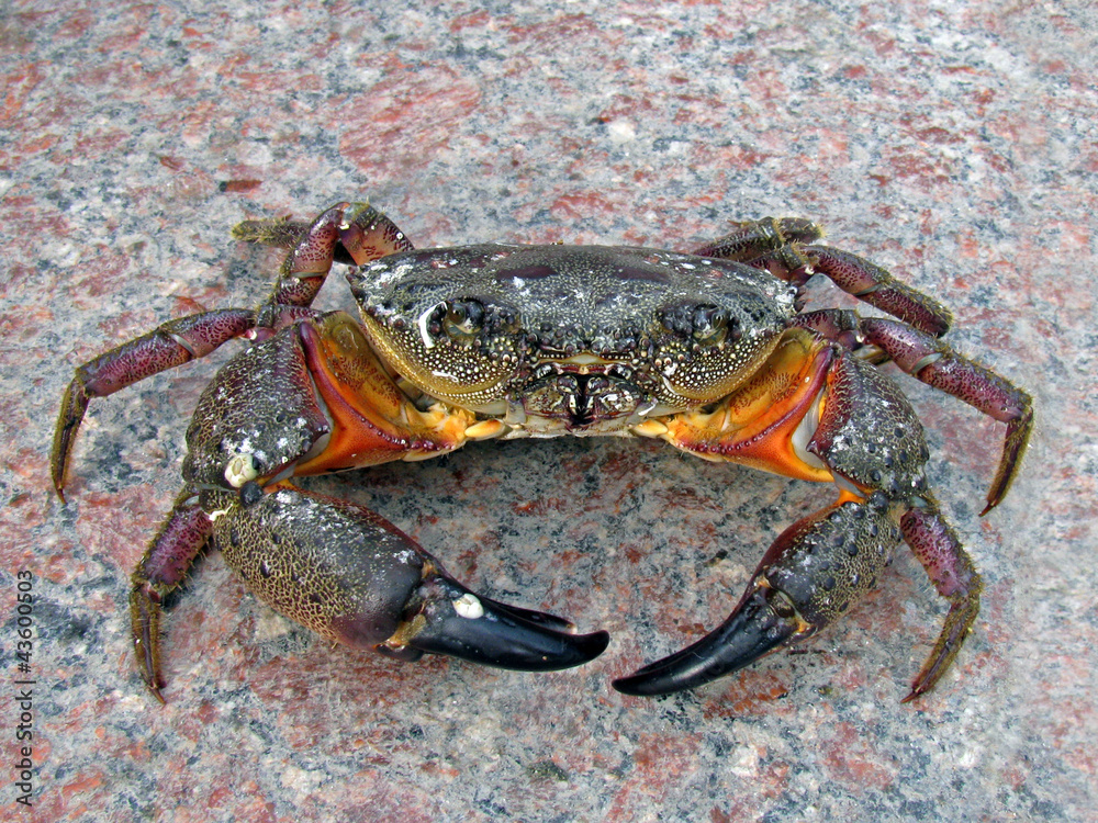 Yellow crab (Eriphia verrucosa) at high risk of extinction