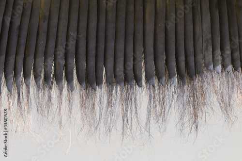 Detail of Baleen