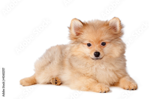 Raza Pomerania