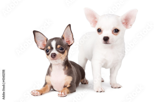 Bonitos Chihuahuas