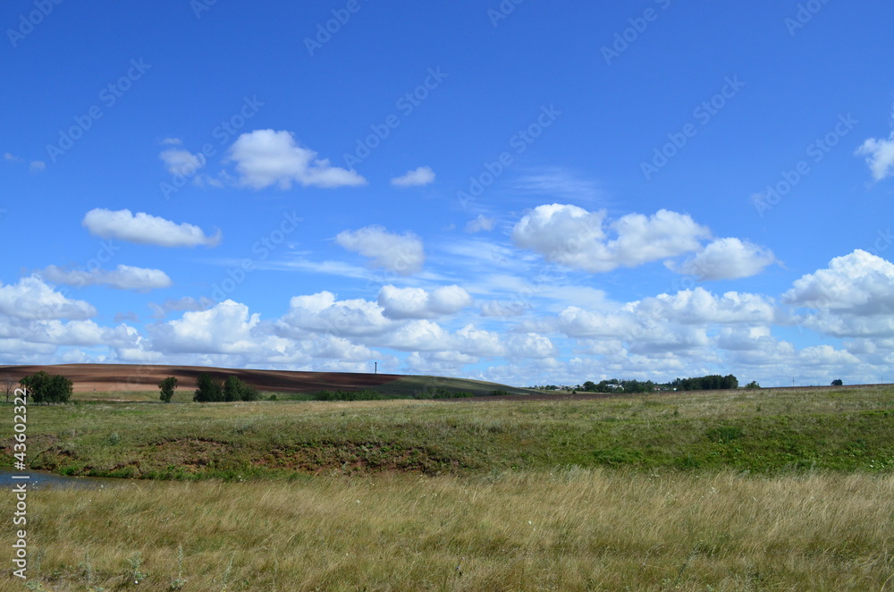 Fototapeta premium Поле