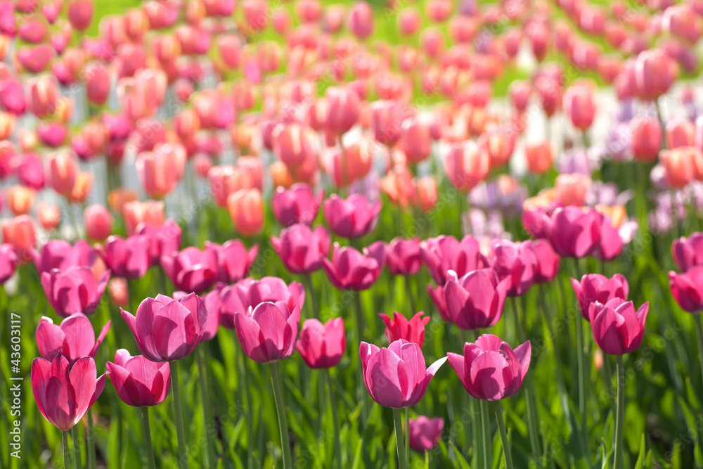 Fototapeta premium tulips field