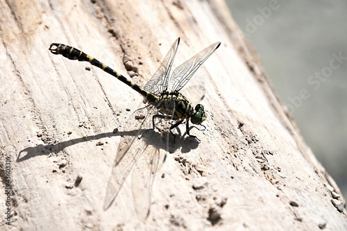 Cordulegaster bidentata - dragonfly