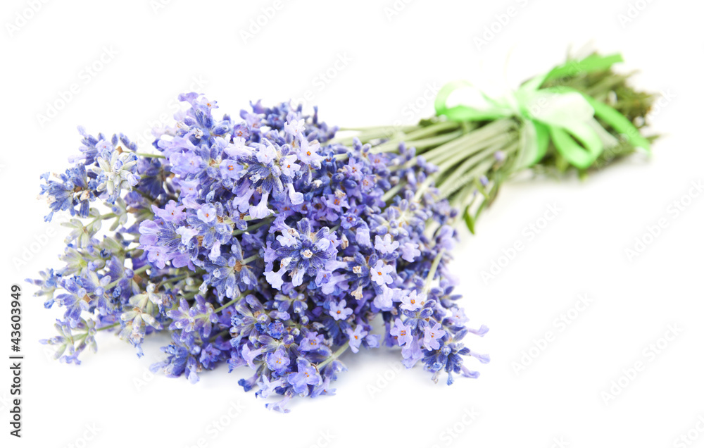 Lavender Lavender