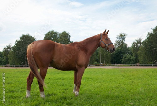 horse, field and sky