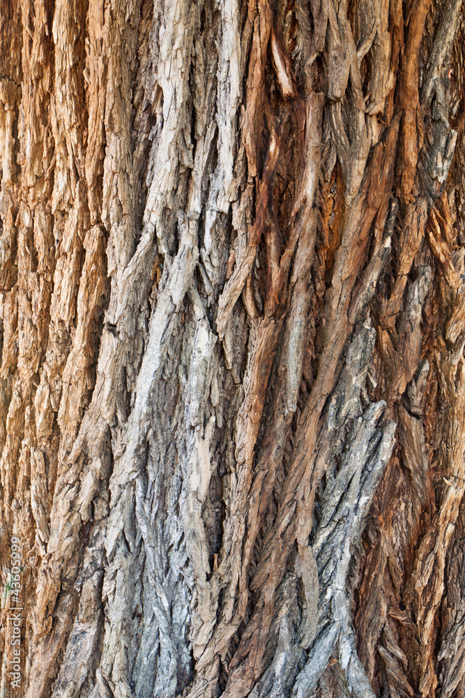 Obraz premium tree texture