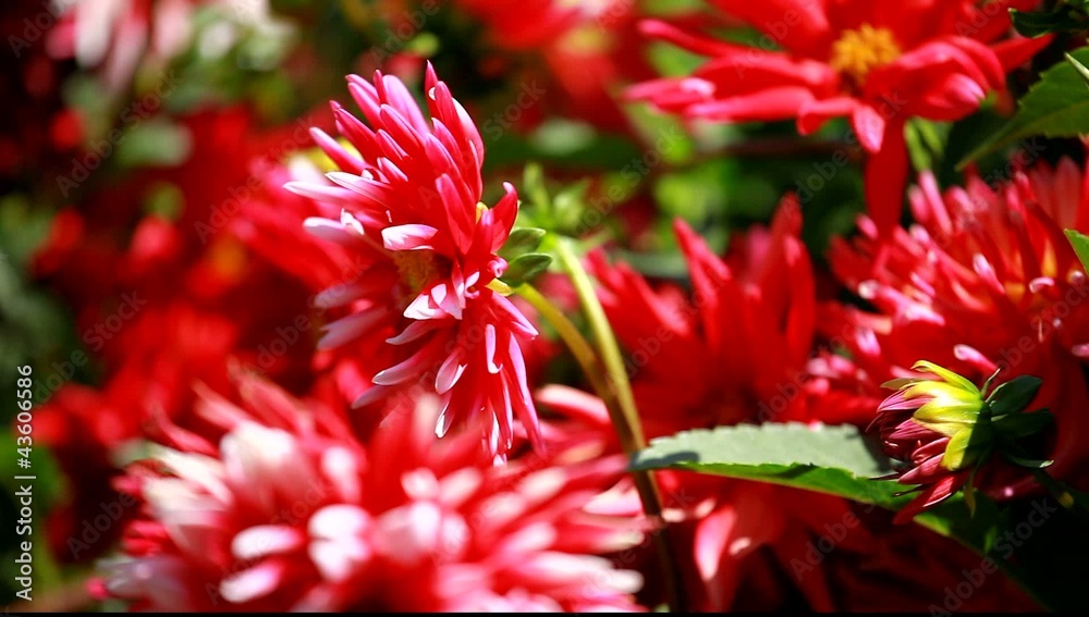 Red dahlia flower at morning light in green garden