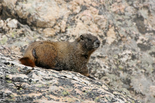 Marmot in Rocky Mountain National Park